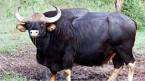 Indian bison