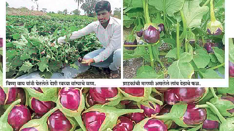 brinjal-gujrat