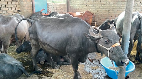 सरकारने दूध उत्पादक शेतकऱ्यांना थेट अनुदान द्यावे