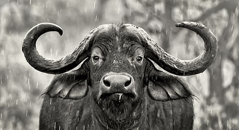 buffalo rain