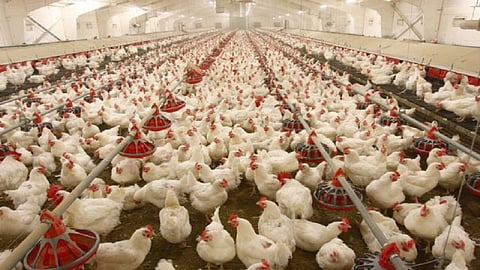 2000 plus women got job from Poultry farming