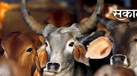 Caught a truck carrying cattle for slaughter in jalgaon district