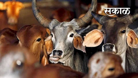 mobile van active for cattle check up in amravati