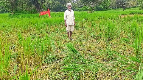 The Paddy Crop Has Been Damaged By The Elephants In Chandgad Kolhapur Marathi News