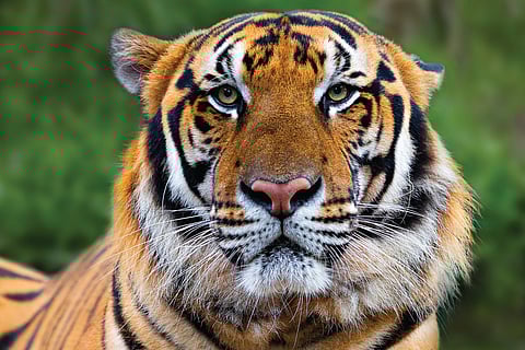 Tigers Will Be Sterilisation in Chandrapur District