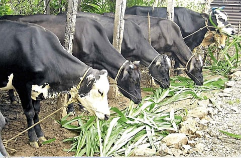 Pilot project of fodder cultivation in Vidarbha