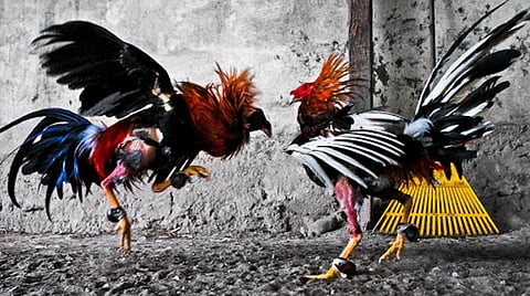 Eight person arrested for combating hens at Nagpur