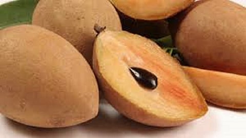 चिकूची आवक 30 टक्क्यांनी घटली