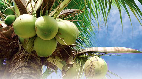 #FamilyDoctor जिवंत नारळ