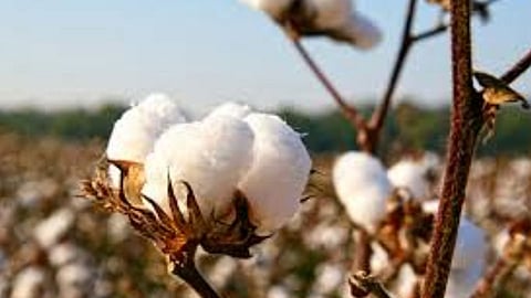 कापसासाठी पुढील हंगामात तेजीचे संकेत
