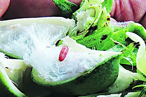 Seventy percent of the area is affected by Yavatmal pink bollworm
