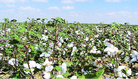cotton production decreases in wardha