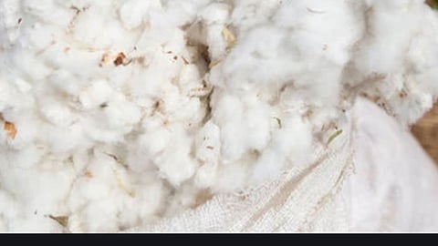 cotton