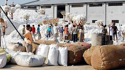 हमीभावाने कापूस खरेदीत केंद्राचा हात आखडता