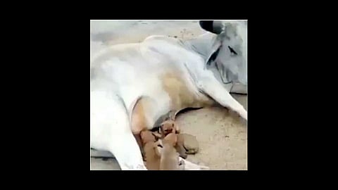 cow gave milk to dogs hungry children video viral