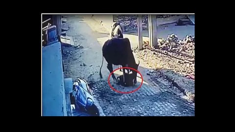 cow attack on boy at punjab cctv footage viral