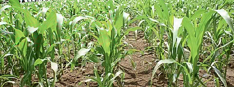 वसुली, पीककर्जाचा प्रश्न कायम