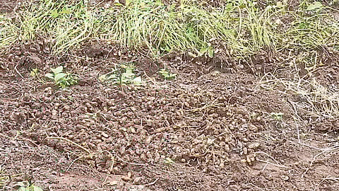 भरपावसात वन्यप्राण्यांचा धुडगूस; घेवडा, उडीद, भुईमूगाचे नुकसान