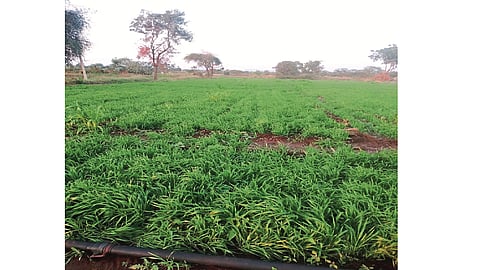 crops.
