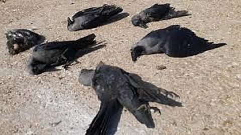 pracation of bird flu in rajapur bird survey in ratnagiri