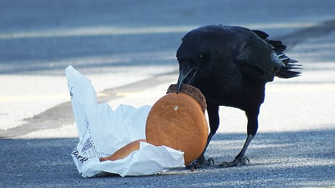 शहरी कावळ्यांमध्ये कोलेस्टेरॉलचे प्रमाण जास्त