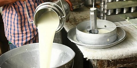 Cow Milk