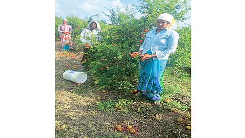 माणदेशात कुजवा रोगाने डाळिंबांचा सडा; शेतकरी चिंतेत