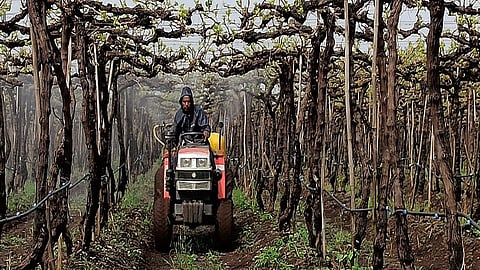 damage of grape crops by rain in niphad nashik marathi news