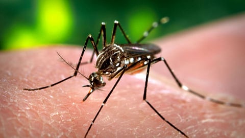 पावसाळ्यातील साथरोग स्वाइन फ्लू आणि डेंगी