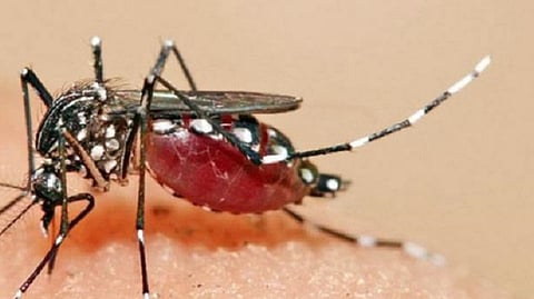 information about dengue disease dhule news