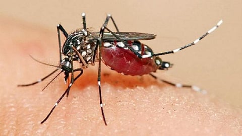 fever of dengue disease pass out from ratnagiri only one dead from this year