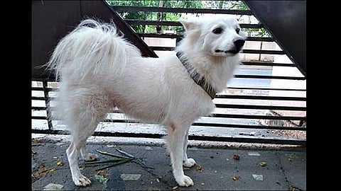 Pomeranian abandoned in Kerala owner claims it had illicit relationship