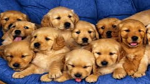 case in On the road from Hockey Stadium to IT Park Police breathed a sigh of relief