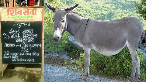 donkey dhind 1.jpg