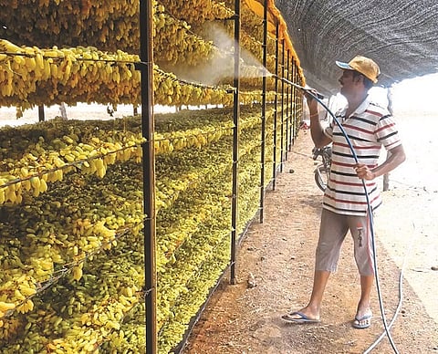 Lockdown effect : Export quality grapes sent to prepare raisin