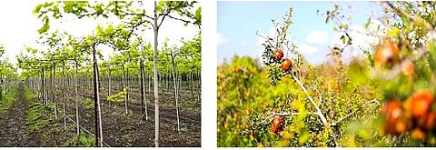 Grapes, pomegranates insured for year round: Dada Bhuse