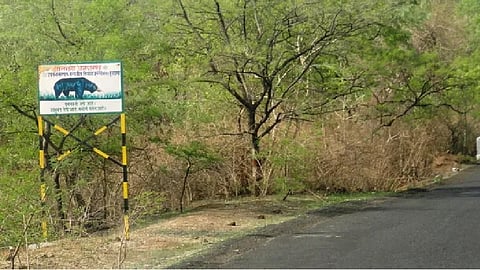 tigress will lived after corridor in dyanganga wildlife sanctuary