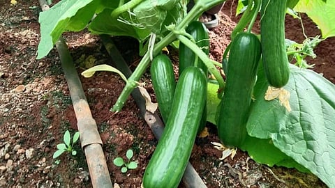 पॅालिहाऊस शेतीबाबत शिरूरमधील शेतकरी म्हणतात...