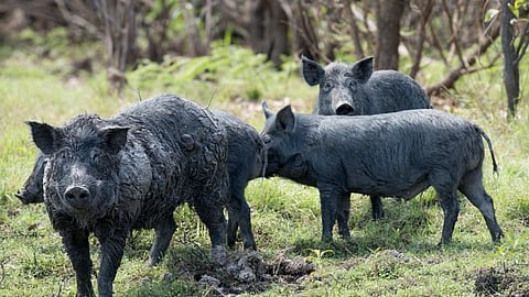 Farmers are annoyed: the swarm of animal smugglers; Bound pigs found in the field