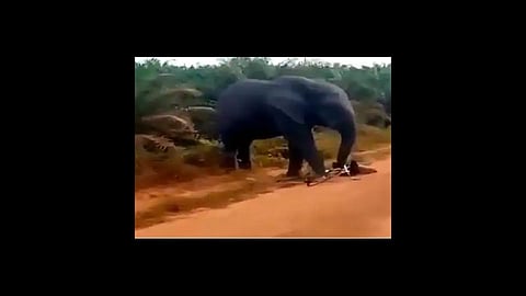 angry elephant hit bicycle and youth running out video viral