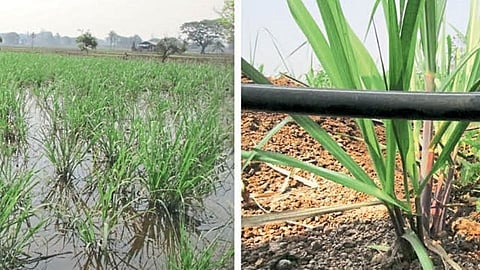 organic farming of farmers irrigation under policy in karbharwadi in kolhapur