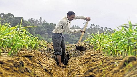 farmar faced to load shedding.jpg