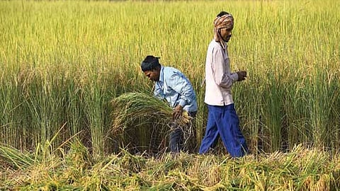 विदर्भ, मराठवाड्यातील शेतकऱ्यांच्या डोळ्यांत पडदा! 