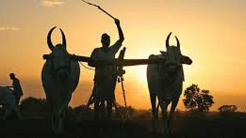 Akola News: Farmers wake up in their fields to irrigate their crops