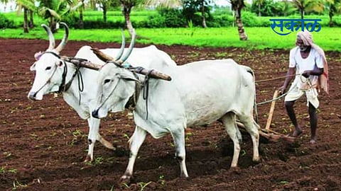 50 thousand farmers still waiting for debt relief in yavatmal