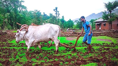 Chakarmani turned to agriculture in khed ratnagiri