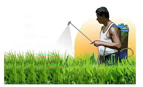 Akola spraying season and awareness of drought, the administration forgot to avoid poisoning