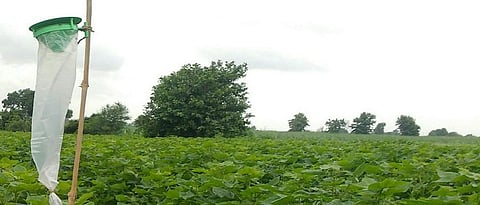 Akola News Farmers did not get the pheromone trap of the agriculture department