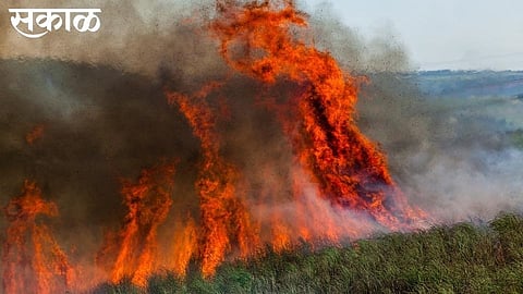fire in farming of cashew and mango achra sindhudurg damage farm