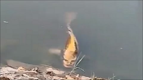Fish has a Human Like Face